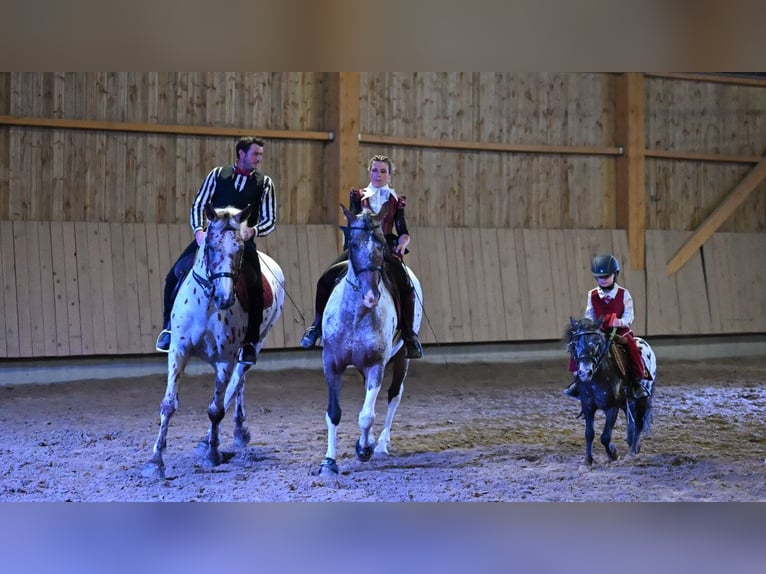 Andere Rassen Ruin 5 Jaar 173 cm Appaloosa in Maiche