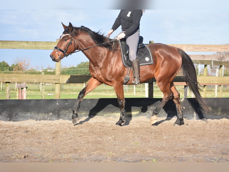 Andere Rassen Ruin 5 Jaar 173 cm Bruin in Achtmaal