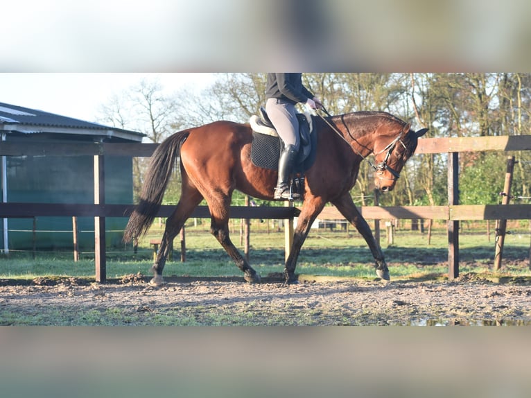 Andere Rassen Ruin 5 Jaar 173 cm Bruin in Achtmaal