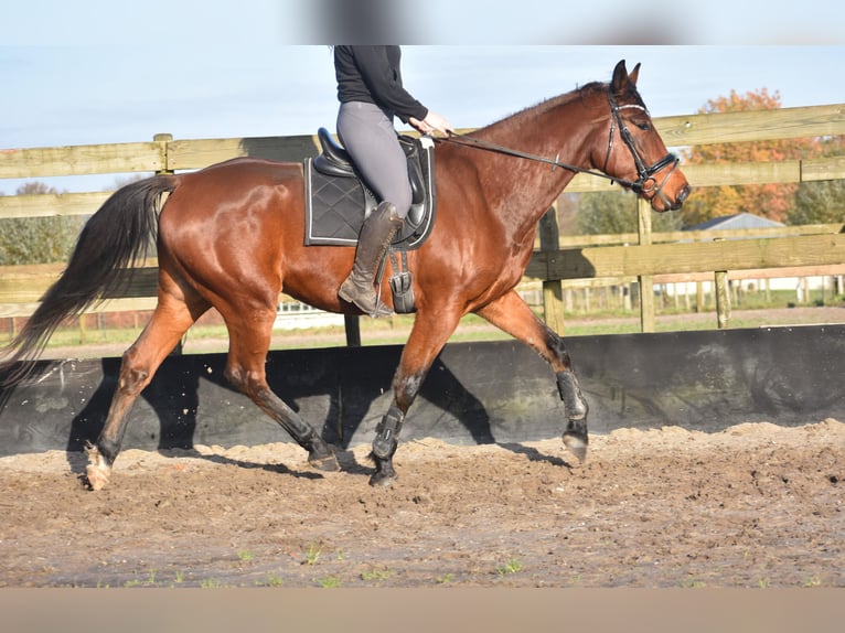 Andere Rassen Ruin 5 Jaar 173 cm Bruin in Achtmaal