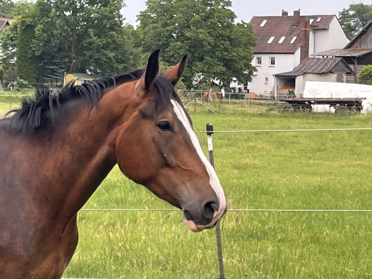 Andere Rassen Ruin 5 Jaar 176 cm Bruin in Sonnefeld