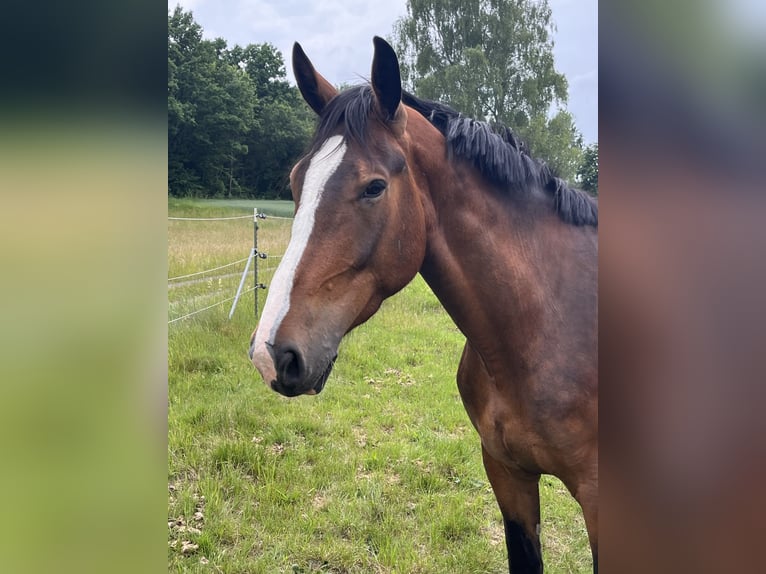 Andere Rassen Ruin 5 Jaar 176 cm Bruin in Sonnefeld