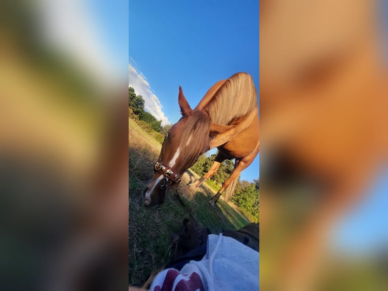 Andere Rassen Mix Ruin 5 Jaar Vos in Schönebeck (Elbe)