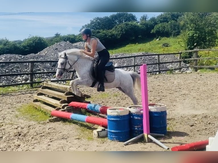 Andere Rassen Ruin 6 Jaar 123 cm Vliegenschimmel in Sligo