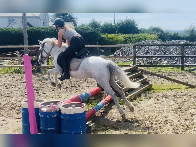 Andere Rassen Ruin 6 Jaar 123 cm Vliegenschimmel in Sligo