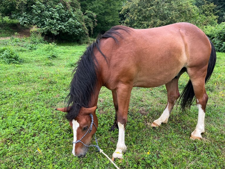 Andere Rassen Ruin 6 Jaar 140 cm Bruin in Boccaleone