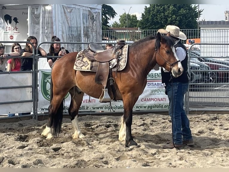 Andere Rassen Ruin 6 Jaar 140 cm Bruin in Boccaleone