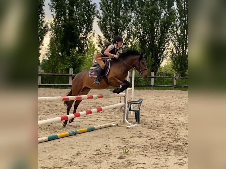 Andere Rassen Mix Ruin 6 Jaar 144 cm Donkerbruin in Selvazzano Dentro