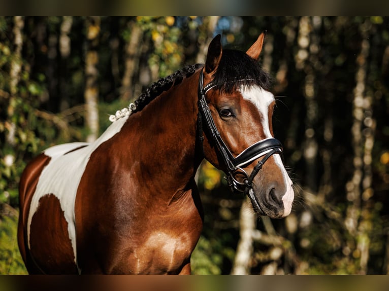 Andere Rassen Mix Ruin 6 Jaar 144 cm Gevlekt-paard in Vilnius