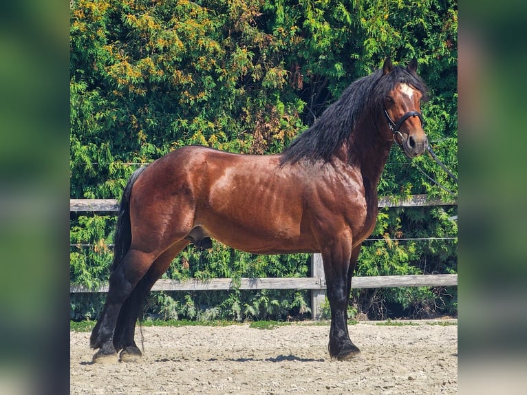 Andere Rassen Ruin 6 Jaar 145 cm Bruin in Ptuj