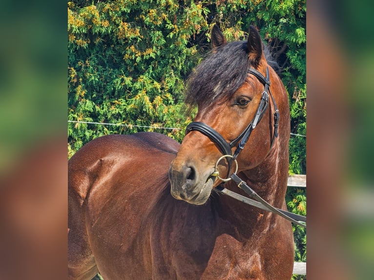 Andere Rassen Ruin 6 Jaar 145 cm Bruin in Ptuj