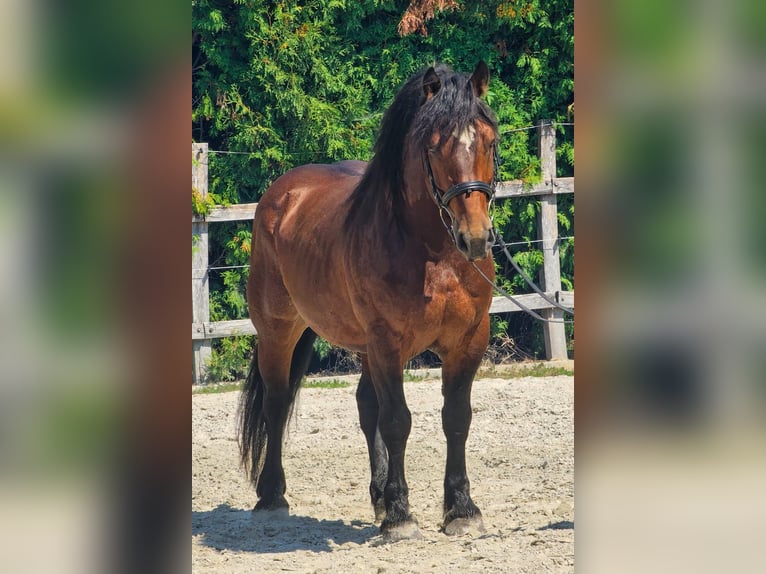 Andere Rassen Ruin 6 Jaar 145 cm Bruin in Ptuj