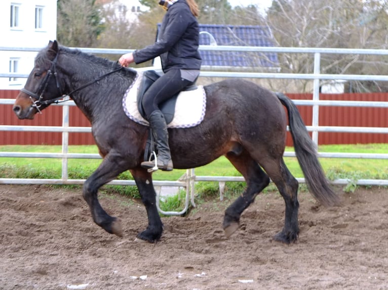 Andere Rassen Mix Ruin 6 Jaar 148 cm Brown Falb schimmel in Buttstädt