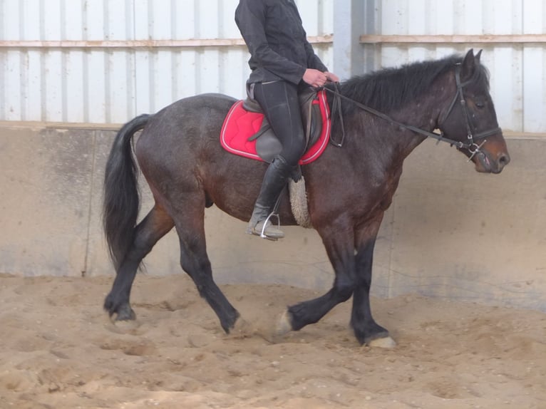 Andere Rassen Mix Ruin 6 Jaar 148 cm Brown Falb schimmel in Buttstädt