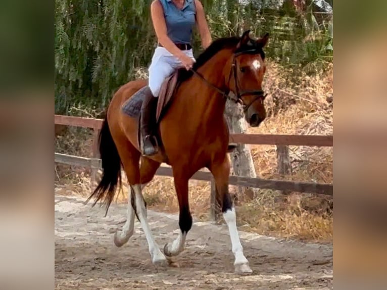 Andere Rassen Ruin 6 Jaar 148 cm Bruin in Coin