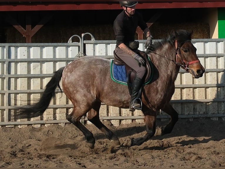 Andere Rassen Ruin 6 Jaar 148 cm Roan-Red in Buttsädt