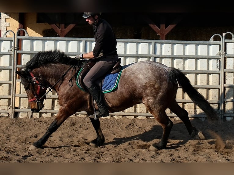 Andere Rassen Ruin 6 Jaar 148 cm Roan-Red in Buttstädt