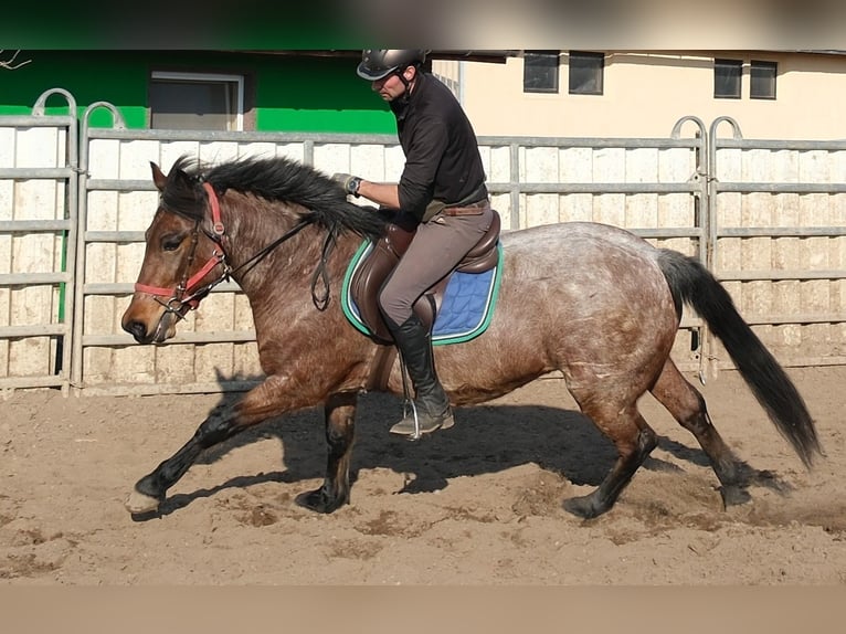 Andere Rassen Ruin 6 Jaar 148 cm Roan-Red in Buttstädt
