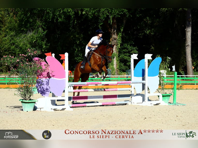 Andere Rassen Mix Ruin 6 Jaar 148 cm Roodbruin in San Bernardino