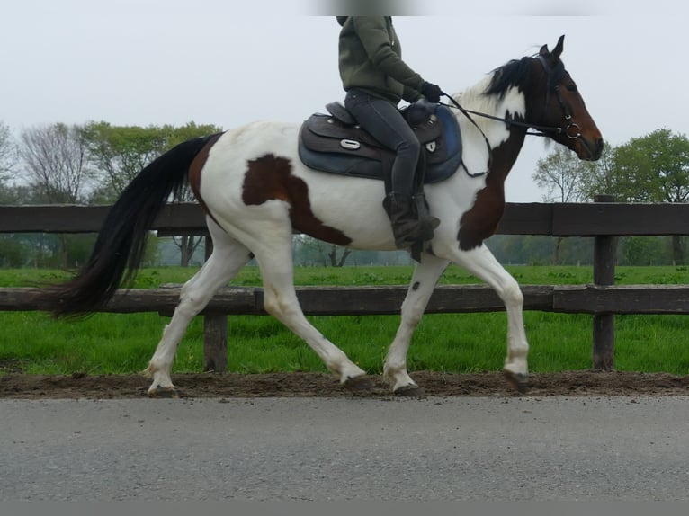 Andere Rassen Ruin 6 Jaar 152 cm Gevlekt-paard in Lathen