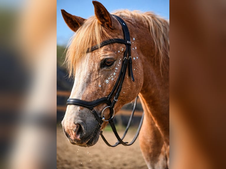Andere Rassen Mix Ruin 6 Jaar 152 cm Palomino in Stadtallendorf