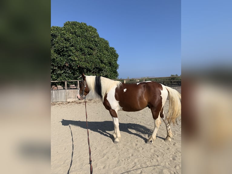 Andere Rassen Ruin 6 Jaar 153 cm Gevlekt-paard in Kreta