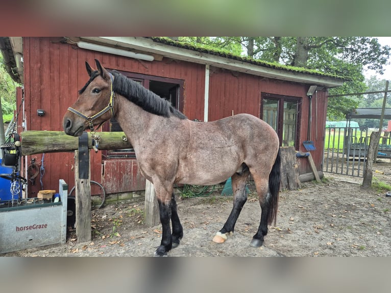 Andere Rassen Mix Ruin 6 Jaar 154 cm Rood schimmel in Sauensiek