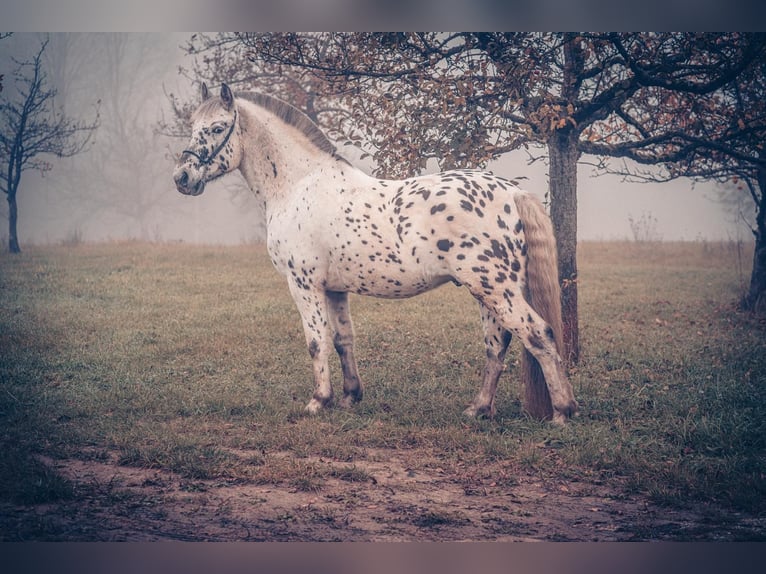 Andere Rassen Ruin 6 Jaar 155 cm Appaloosa in Mühlacker
