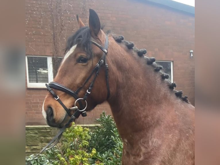 Andere Rassen Ruin 6 Jaar 155 cm Bruin in Hopsten