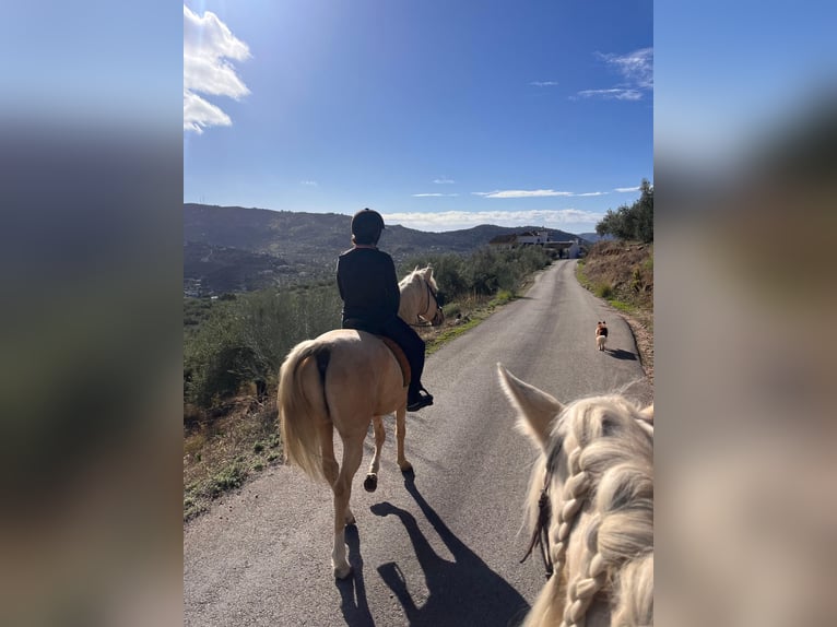 Andere Rassen Mix Ruin 6 Jaar 155 cm Palomino in Malaga