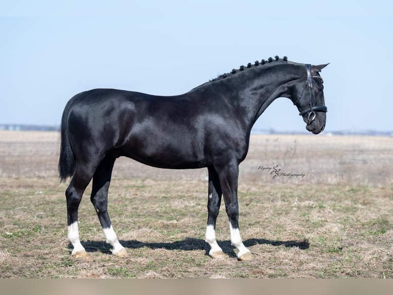 Andere Rassen Ruin 6 Jaar 157 cm Zwart in Fairbank, IA
