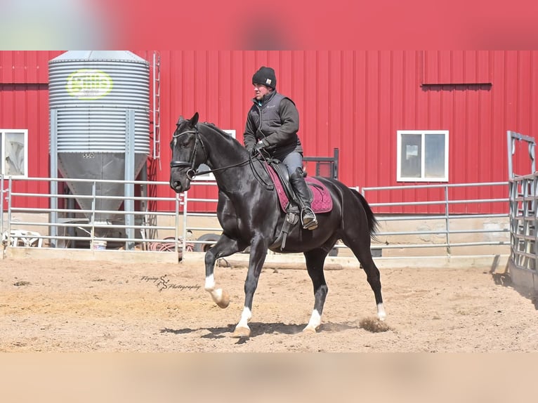 Andere Rassen Ruin 6 Jaar 157 cm Zwart in Fairbank, IA