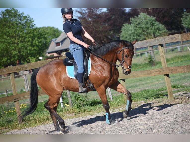 Andere Rassen Ruin 6 Jaar 158 cm Bruin in Achtmaal