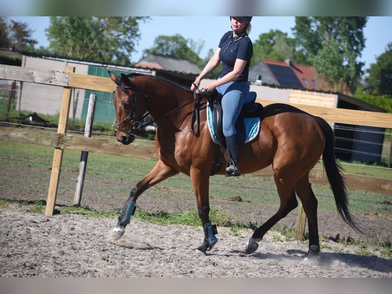 Andere Rassen Ruin 6 Jaar 158 cm Bruin in Achtmaal