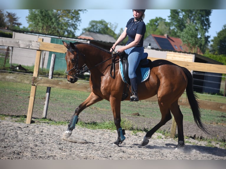 Andere Rassen Ruin 6 Jaar 158 cm Bruin in Achtmaal