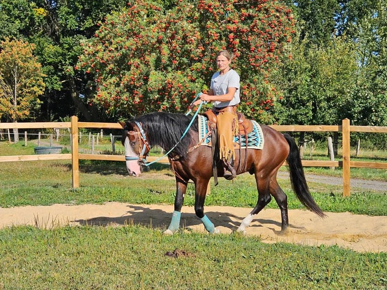 Andere Rassen Ruin 6 Jaar 158 cm Bruin in Linkenbach