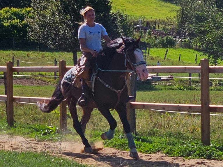 Andere Rassen Ruin 6 Jaar 158 cm Bruin in Linkenbach