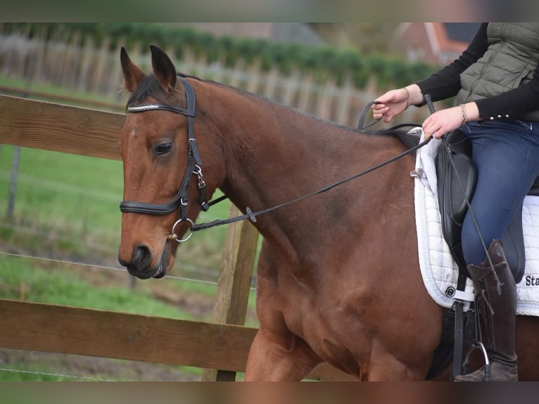 Andere Rassen Ruin 6 Jaar 158 cm Bruin in Achtmaal