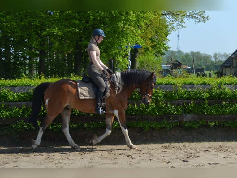 Andere Rassen Ruin 6 Jaar 158 cm Gevlekt-paard in Driebergen