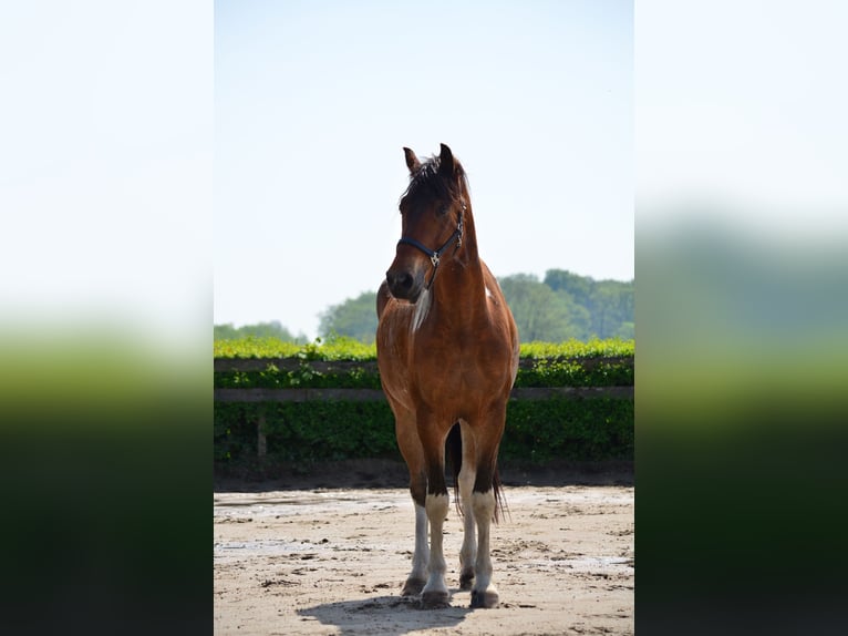 Andere Rassen Ruin 6 Jaar 158 cm Gevlekt-paard in Driebergen