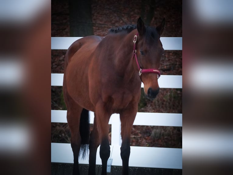 Andere Rassen Ruin 6 Jaar 160 cm Bruin in Nettersheim