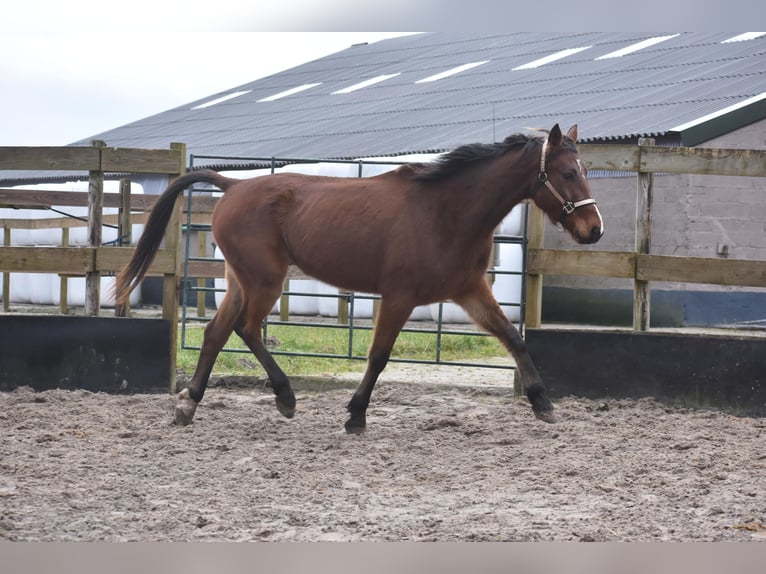 Andere Rassen Ruin 6 Jaar 162 cm Bruin in Achtmaal