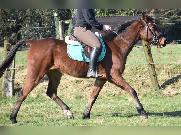 Andere Rassen Ruin 6 Jaar 162 cm Bruin in Achtmaal