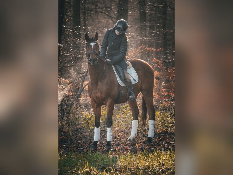 Andere Rassen Ruin 6 Jaar 162 cm Bruin in Nettersheim