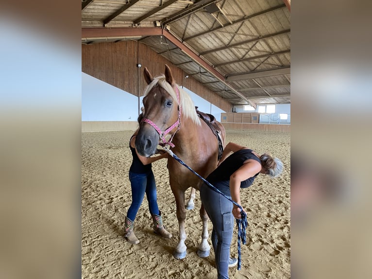 Andere Rassen Mix Ruin 6 Jaar 162 cm Falbe in Gerasdorf