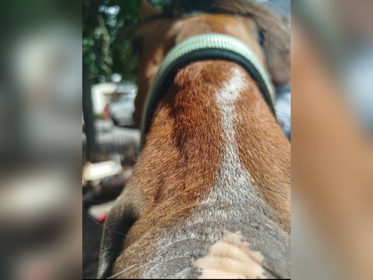 Andere Rassen Mix Ruin 6 Jaar 163 cm Bruin in Gelenau/Erzgebirge