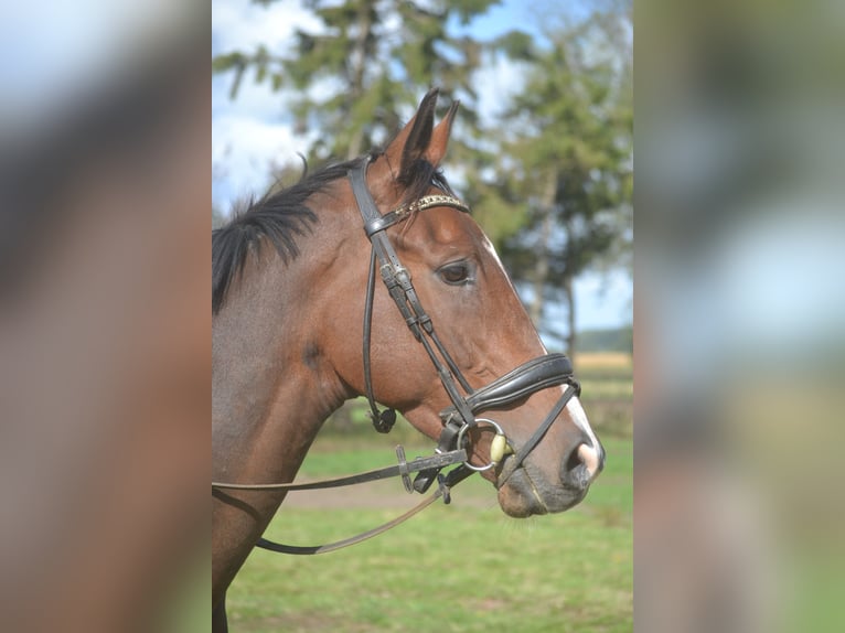 Andere Rassen Ruin 6 Jaar 164 cm Bruin in Breda