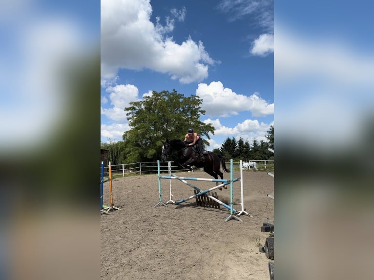 Andere Rassen Ruin 6 Jaar 165 cm Zwart in Pólko