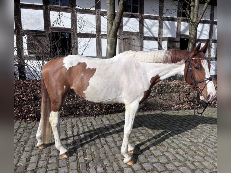 Andere Rassen Ruin 6 Jaar 168 cm Gevlekt-paard in Osnabrück
