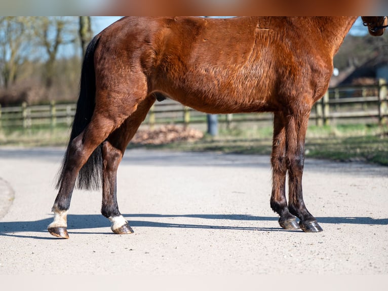 Andere Rassen Ruin 6 Jaar in GROTE-BROGEL